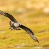 Chaluha prizivna - Stercorarius parasiticus - Arctic Skua 3704